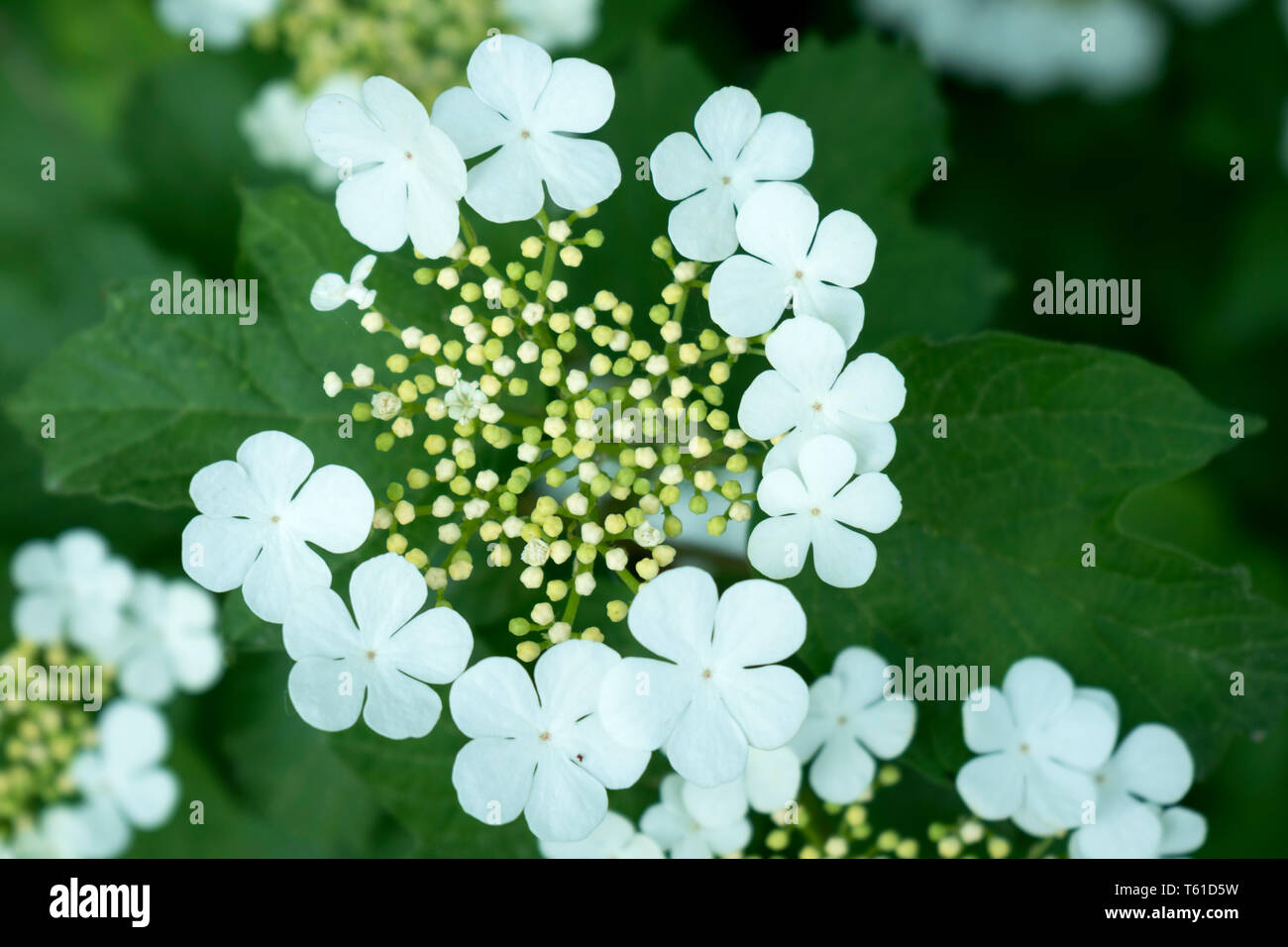 Viorne Obier - Viburnum- Bio Le Bourgeon