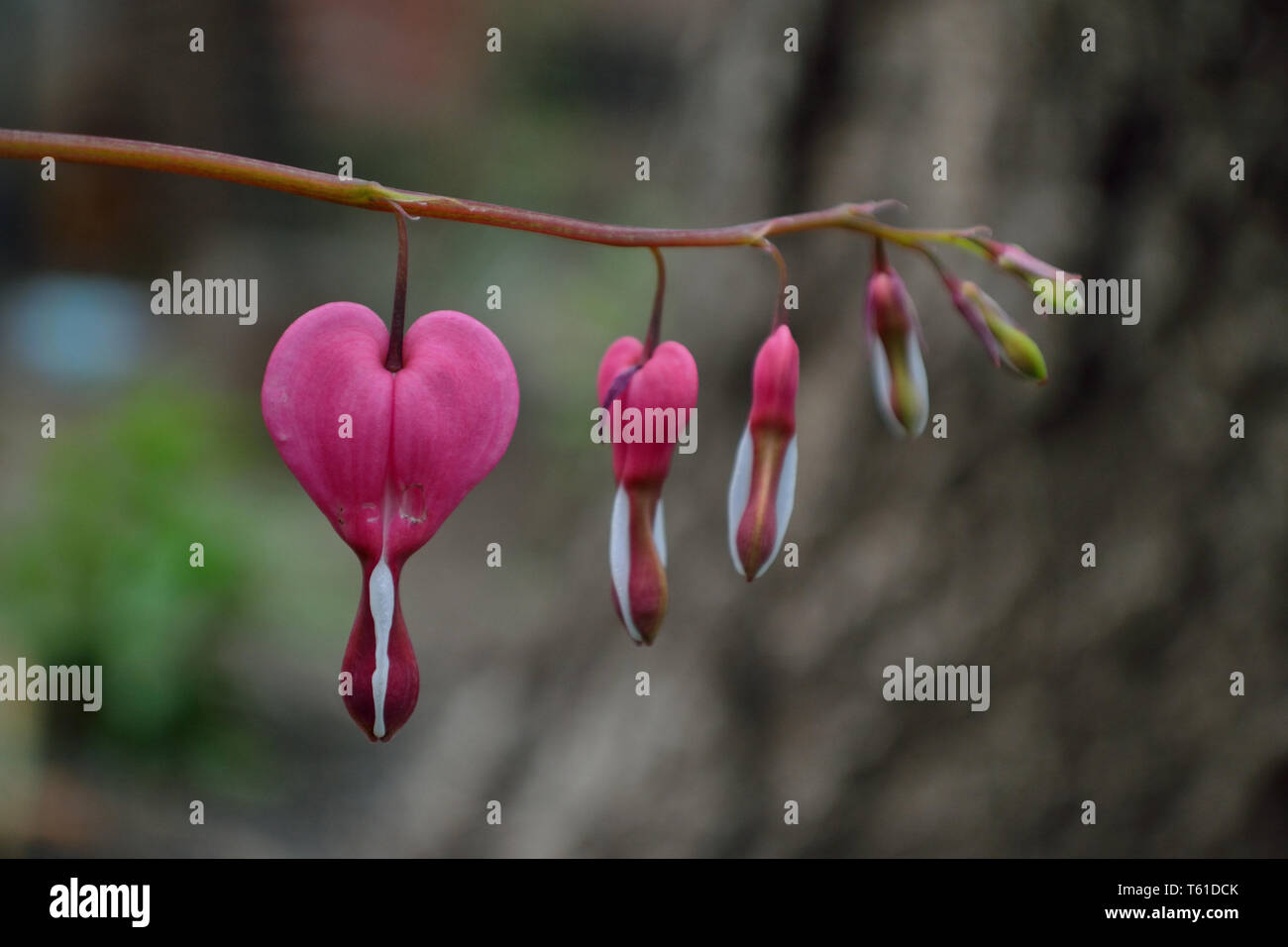 Close up of bleeding-heart, Lamprocapnos spectabilis, lyre-flower or Lady-in-a-bath Stock Photo