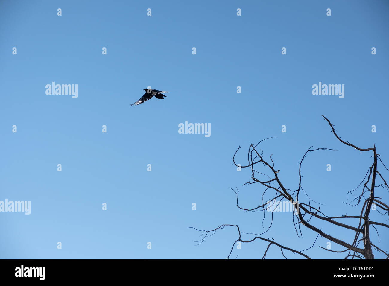 Small bird flying flutter on blue sky with dry tree Stock Photo - Alamy