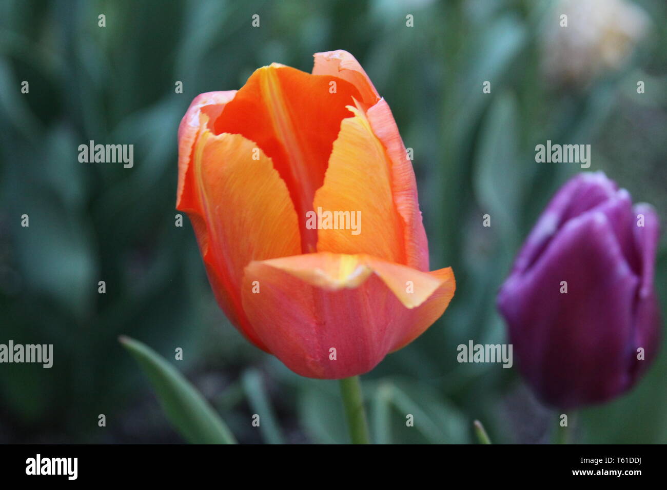 Orange and Purple Stock Photo - Alamy