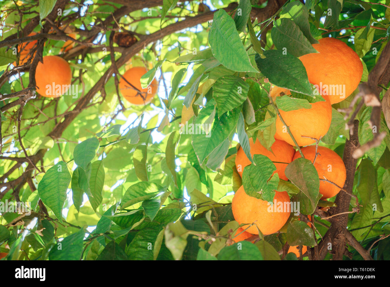 Mehrere Orangen Früchte hängen am Orangenbaum mit grünen Blättern Marrakesch Marokko / several orange on tree with green leaves Marrakech Morocco Stock Photo