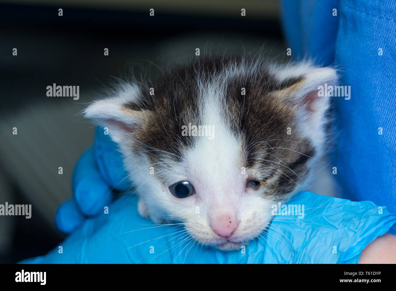 kitten with conjunctivitis in the hands of a veterinarian Stock Photo ... - Older Cat Introduction To New Kitten With Conjunctivitis