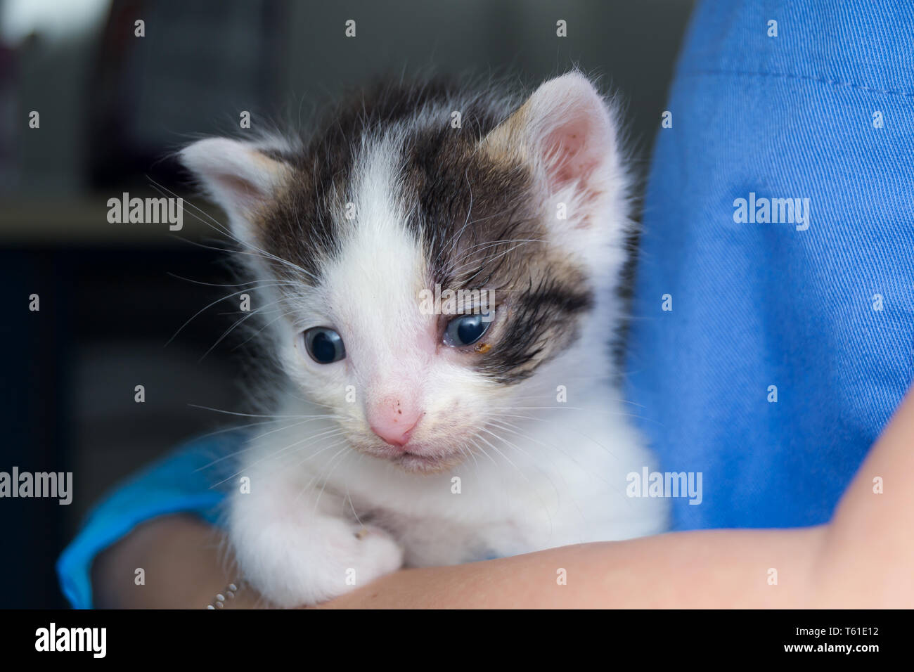 Image showcasing kitten with conjunctivitis in the hands of a veterinarian Stock Photo ...