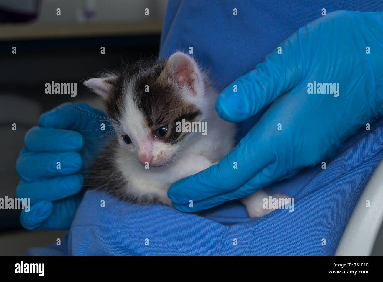 kitten with conjunctivitis in the hands of a veterinarian Stock Photo ... - Older Cat Introduction To New Kitten With Conjunctivitis