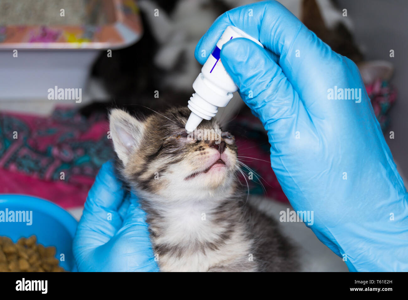 the veterinarian putting medicated drops in the eyes of a kitten with