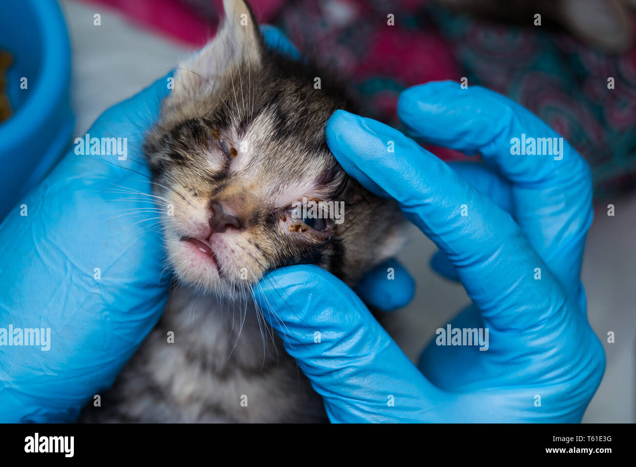 Image showcasing kitten with conjunctivitis in the hands of a veterinarian Stock Photo ...