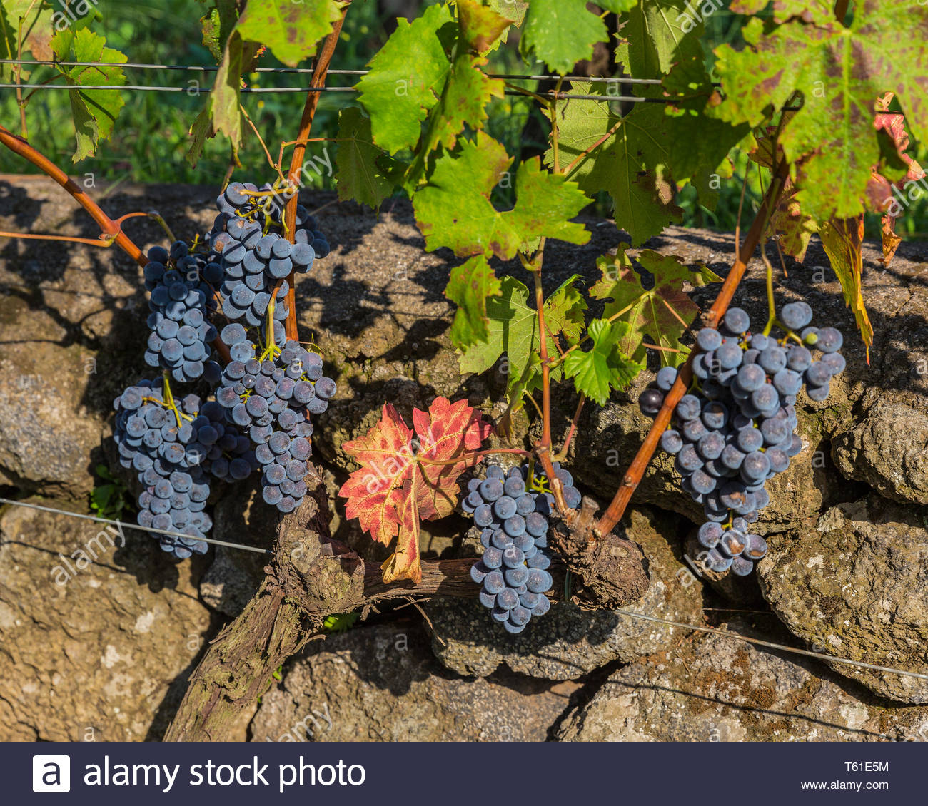 Sicilian Grapes Stock Photos & Sicilian Grapes Stock Images Alamy