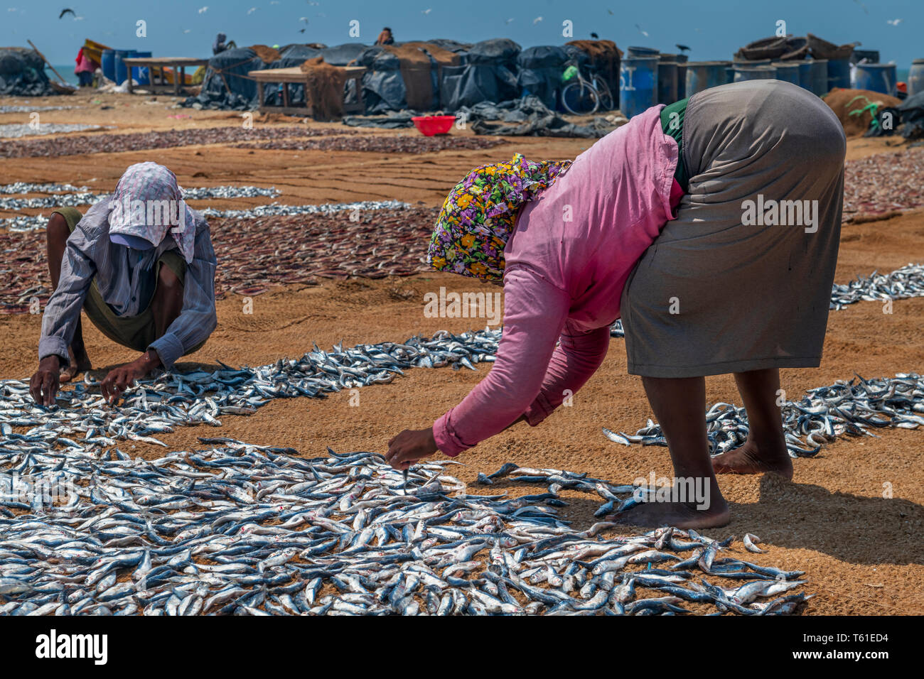 In the heat of of the afternoon sun, a women spreads out small silver fish to dry on coconut matting in preparation for market on Negombo beach in the Stock Photo