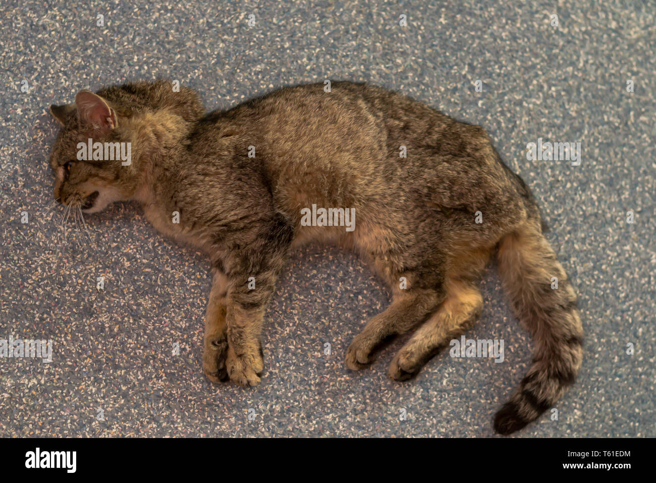 weak sedated cat at the veterinary clinic Stock Photo Alamy