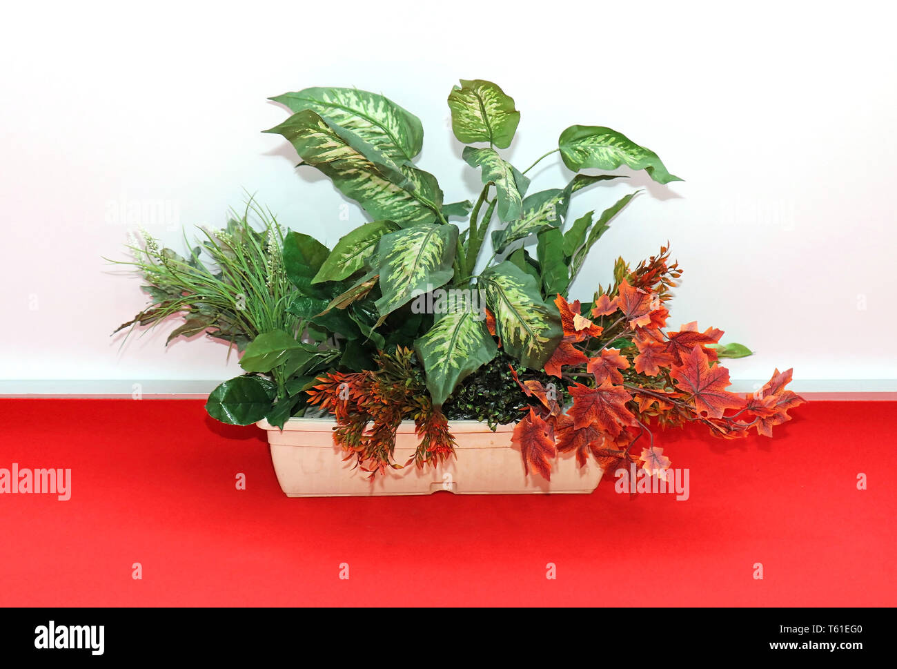 Decorative flower plant hi-res stock photography and images - Alamy
