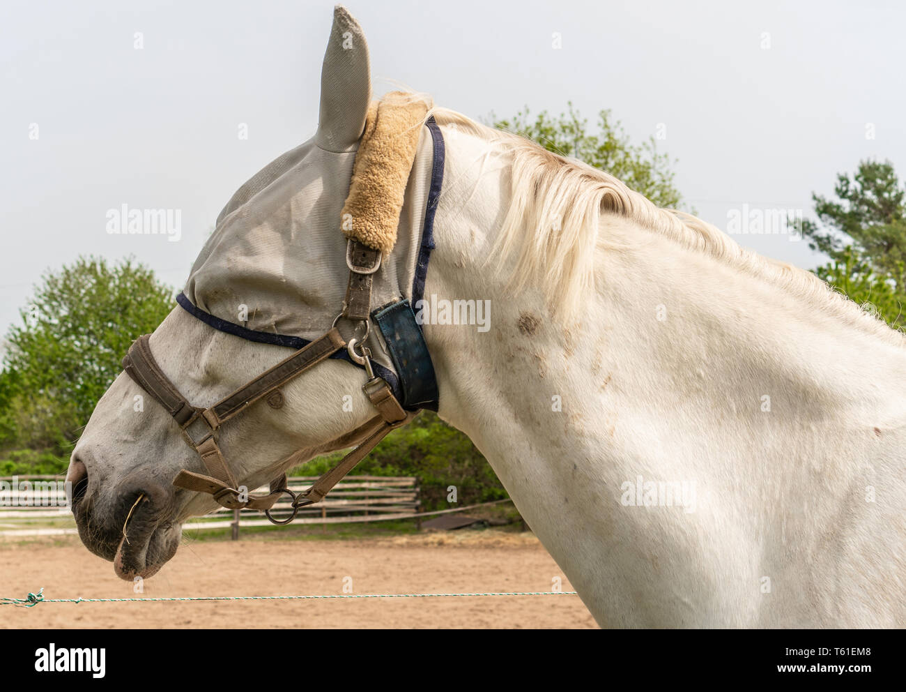 Horse Leech Stock Photos & Horse Leech Stock Images Alamy