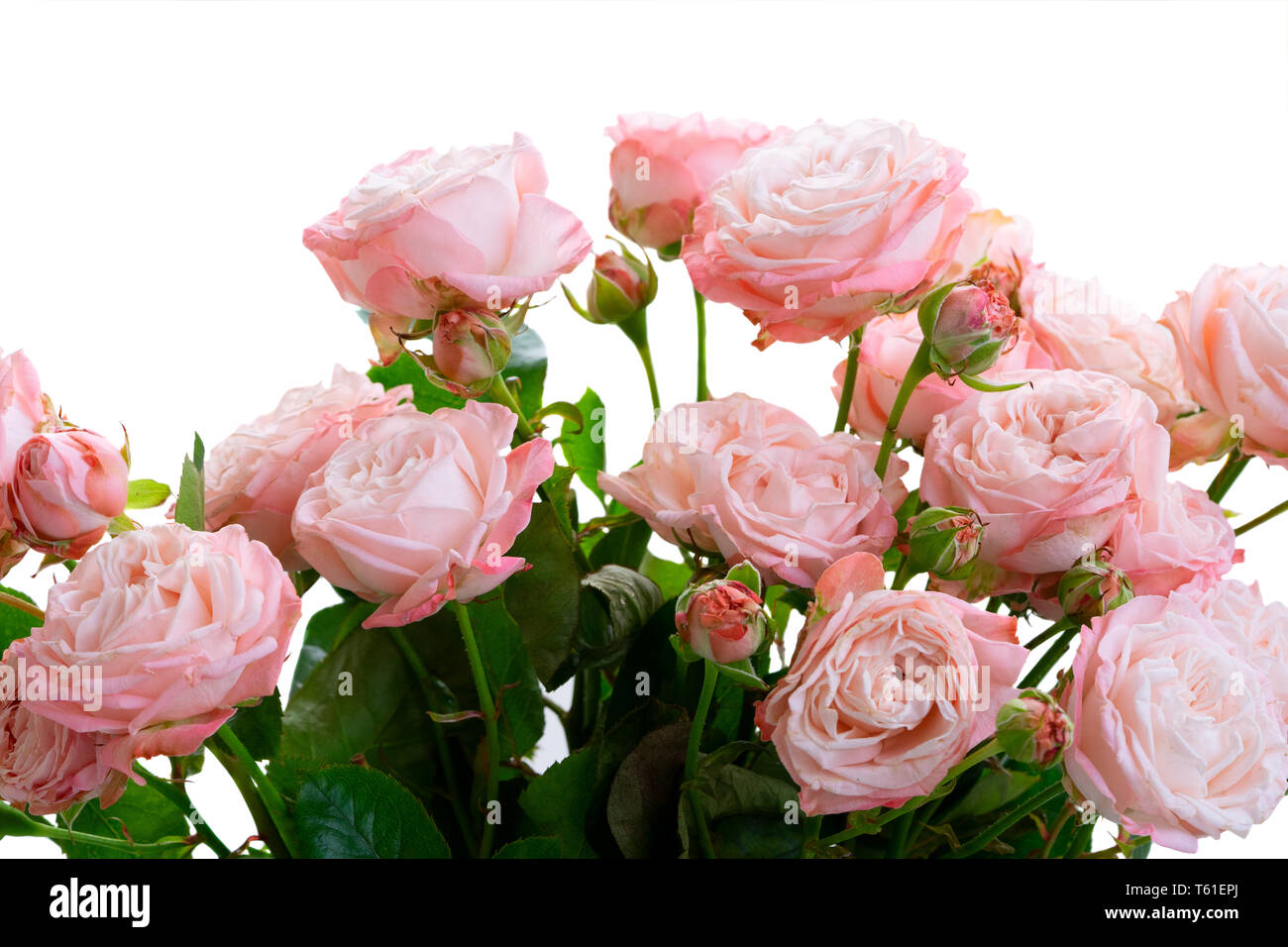 Rose small fresh flowers bouquet close up isolated on white background ...
