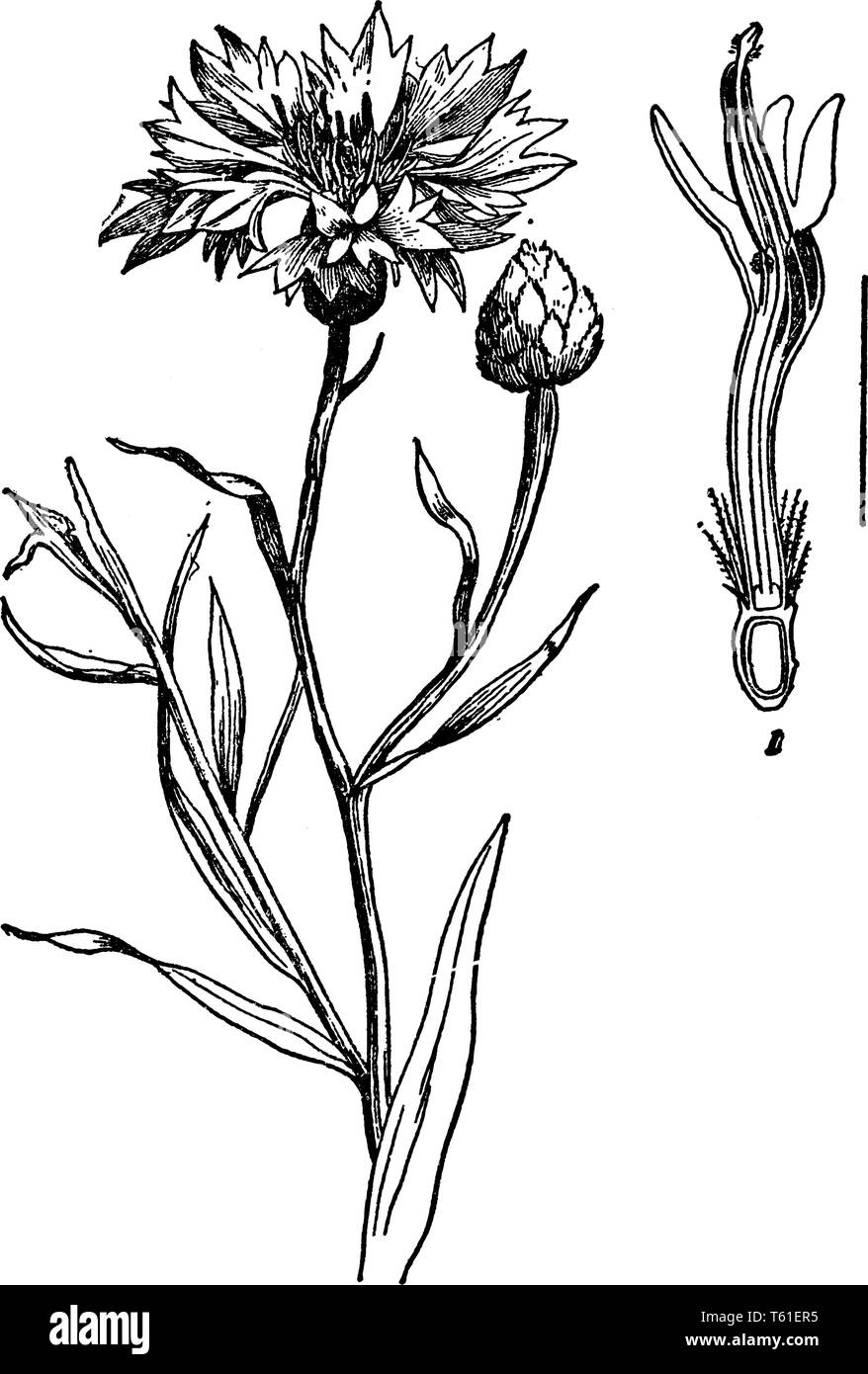Cornflower is the plant of southern and south eastern United States. It is grown for its yellow flowers that can be dried, vintage line drawing or eng Stock Vector