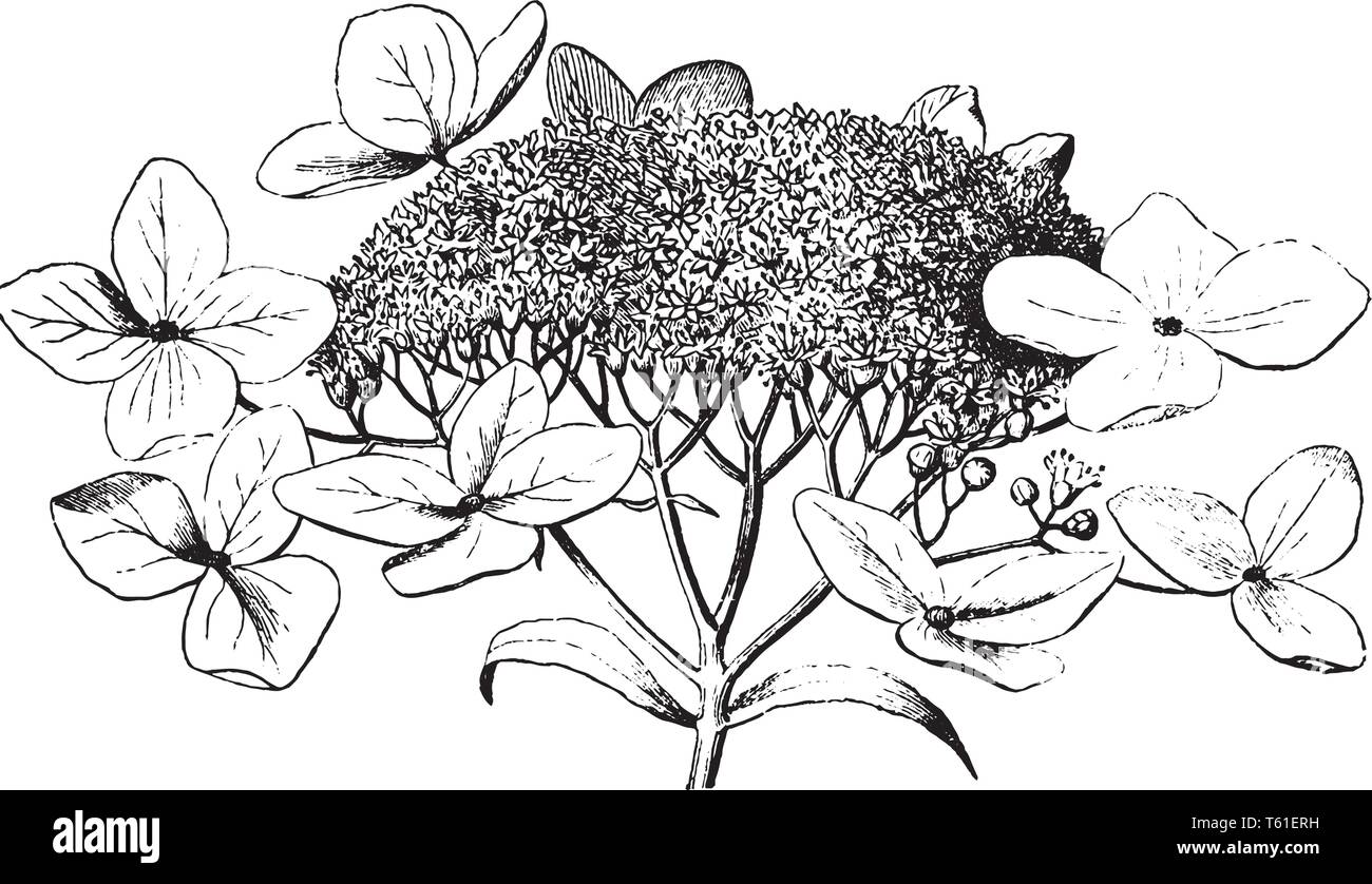 The image shows a Hydrangea with full grown flowers. It is a genus of ...
