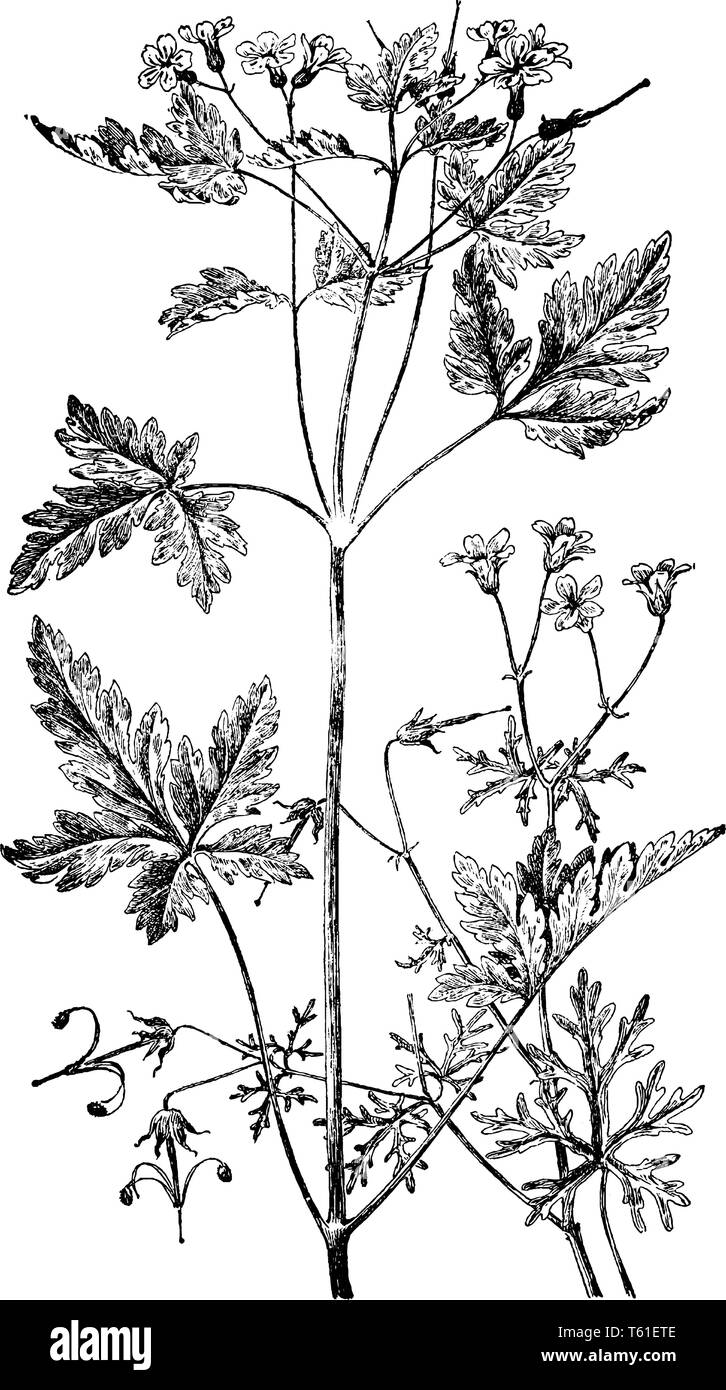 A picture is showing Geranium Bicknelli and Herb Robert. It belongs to Geraniaceae family. Illustrated are: Left is Geranium Robertianum and right is  Stock Vector