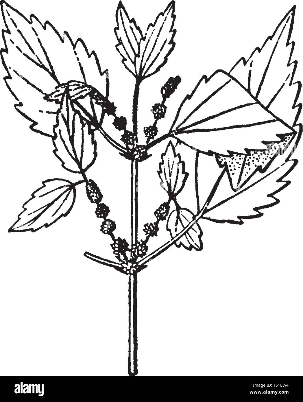 Plants With Opposite Leaves High Resolution Stock Photography And