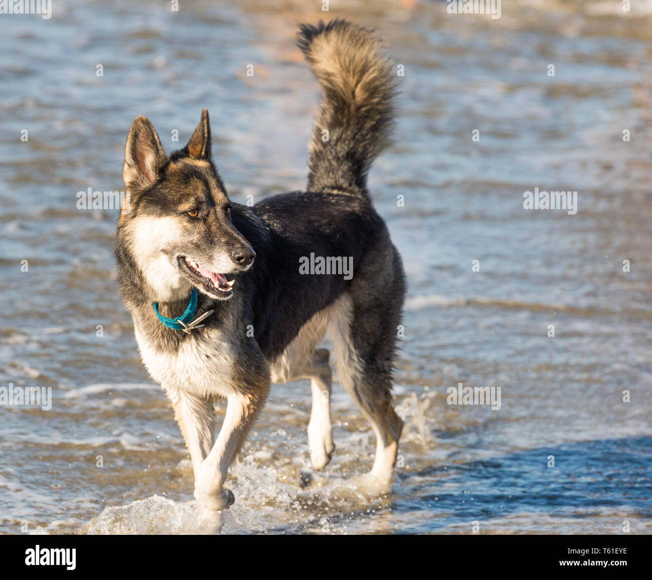 Dog Walking in Water in the Ocean Stock Photo