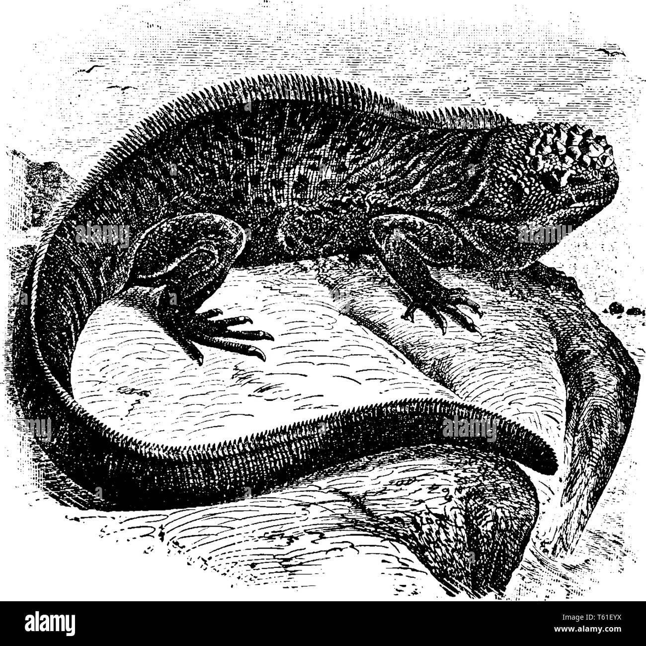 Galapagos sea lizard is a species of iguana found only on the Galpagos Islands that has the ability, vintage line drawing or engraving illustration. Stock Vector