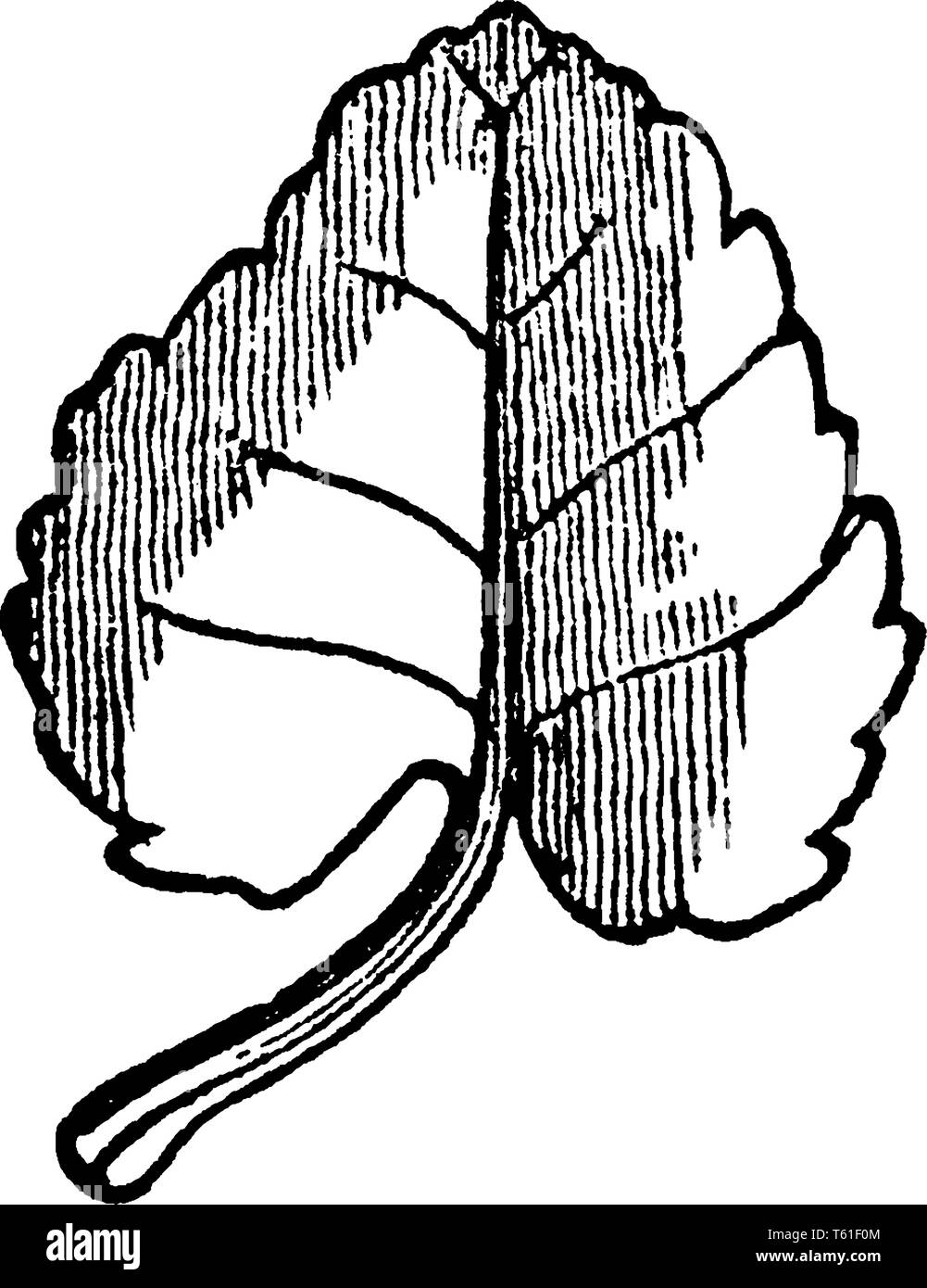 The cordate leaf is a rounded. Leaf is a thin and small, vintage line ...