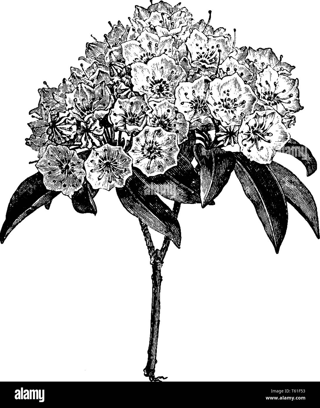 An illustration of flowering branch of Kalmia Latifolia is also called as calico bush. The flowers color is pink to white and grow in acidic soils, vi Stock Vector