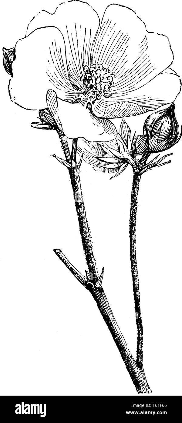 A picture shows Althaea Officinalis Flower and Bud. Its leaves are small, flowers have a delicate blush color, and the root have been used as medicine Stock Vector