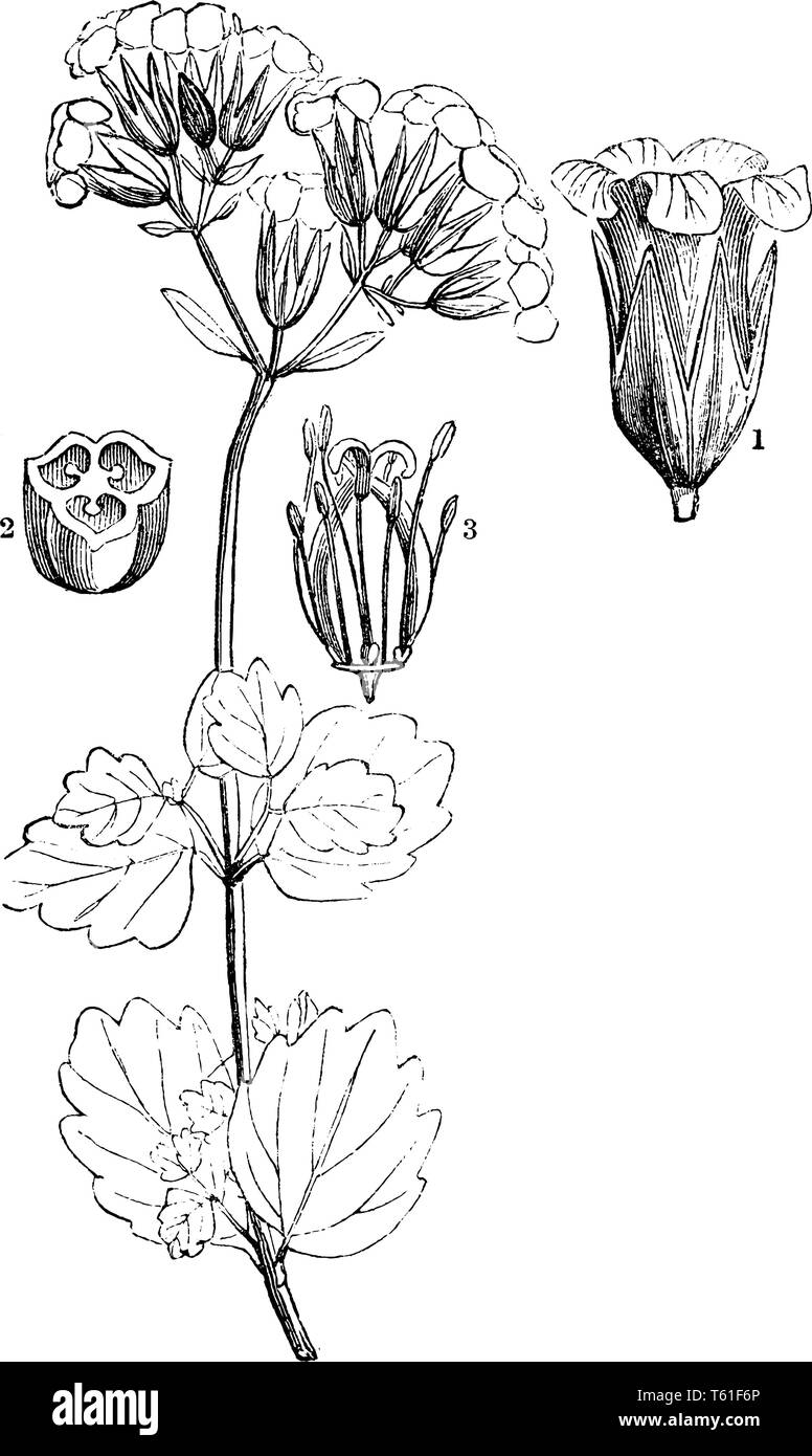 The symmetrical flowers have four or five spreading petals and are borne in terminal cymes. The fruit is a three-valved capsule which opens at the top Stock Vector