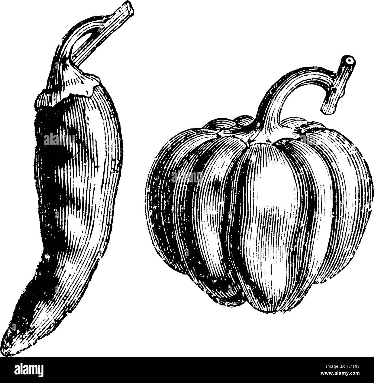 Capsicums chilli illustration Black and White Stock Photos & Images Alamy