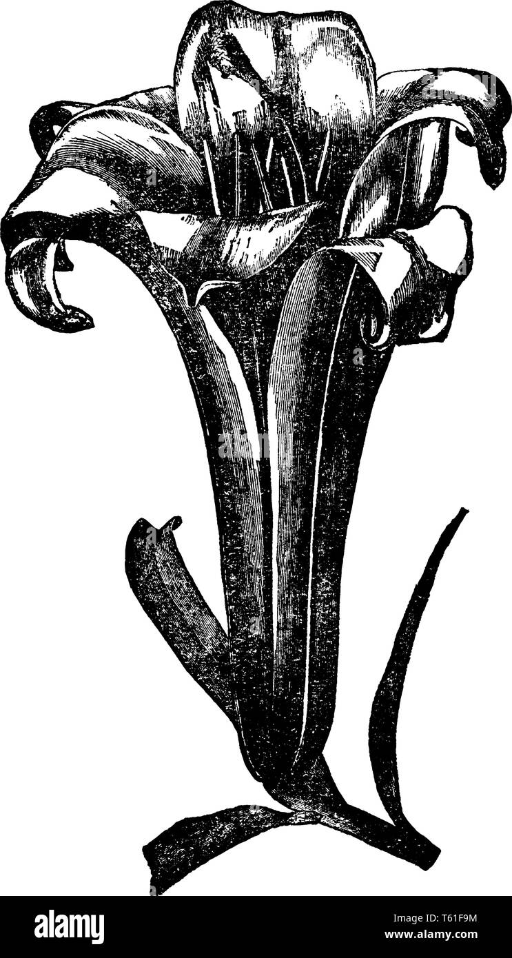 The funnel shaped flowers are large and long. Flowers are with yellow, orange, pink, red and purple colors, vintage line drawing or engraving illustra Stock Vector