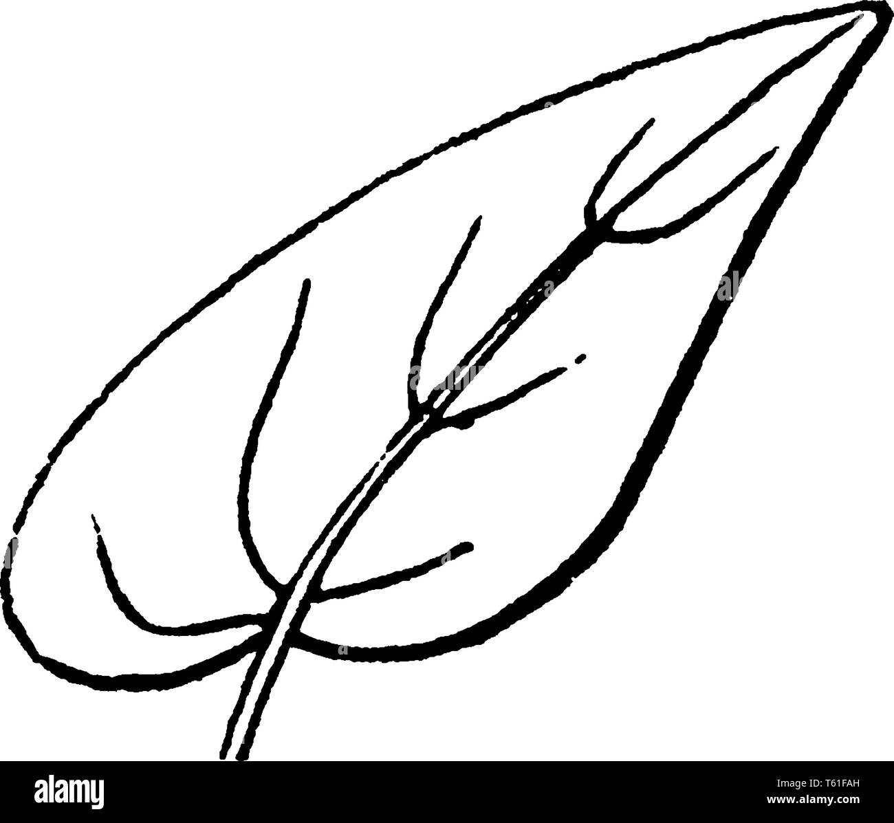 This Is An Image Of Unequal Leaf This Leaf Have A Uneven Bases Vintage Line Drawing Or Engraving Illustration Stock Vector Image Art Alamy
