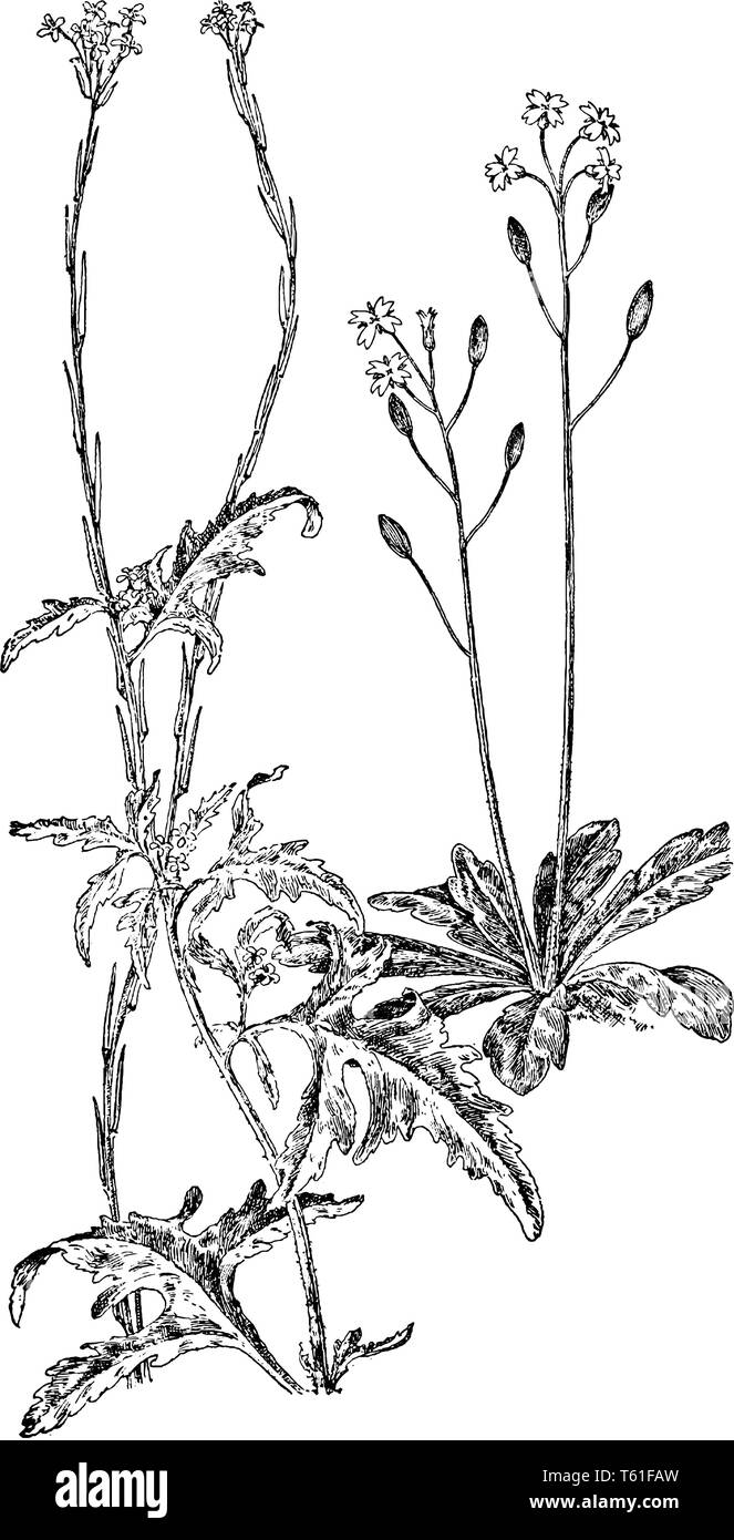 In this picture, left side plant is Hedge mustard belonging to the cabbage family (Brassicaceae) and right side plant is named as Whitlow-Grass, vinta Stock Vector