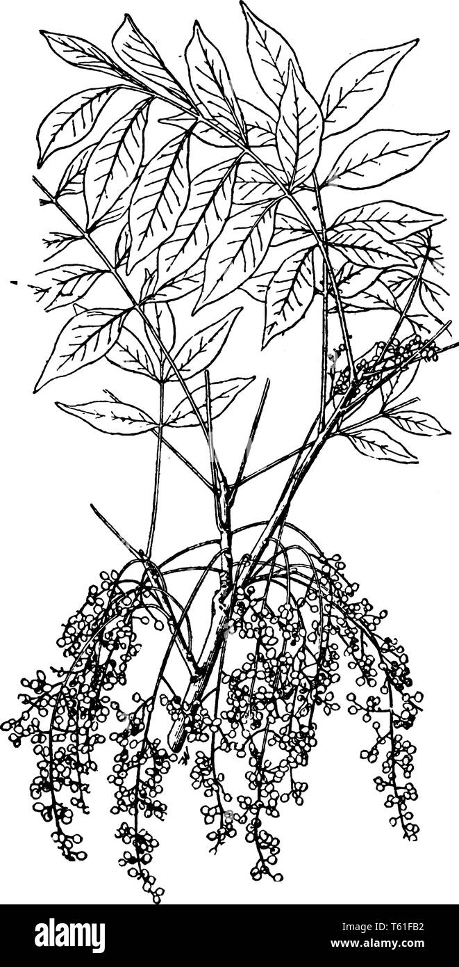 A Picture shows the branch of Poison Sumac Plant. It is is a shrub and The fruit and leaves of the poison sumac plant contain urushiol, an oil that ca Stock Vector