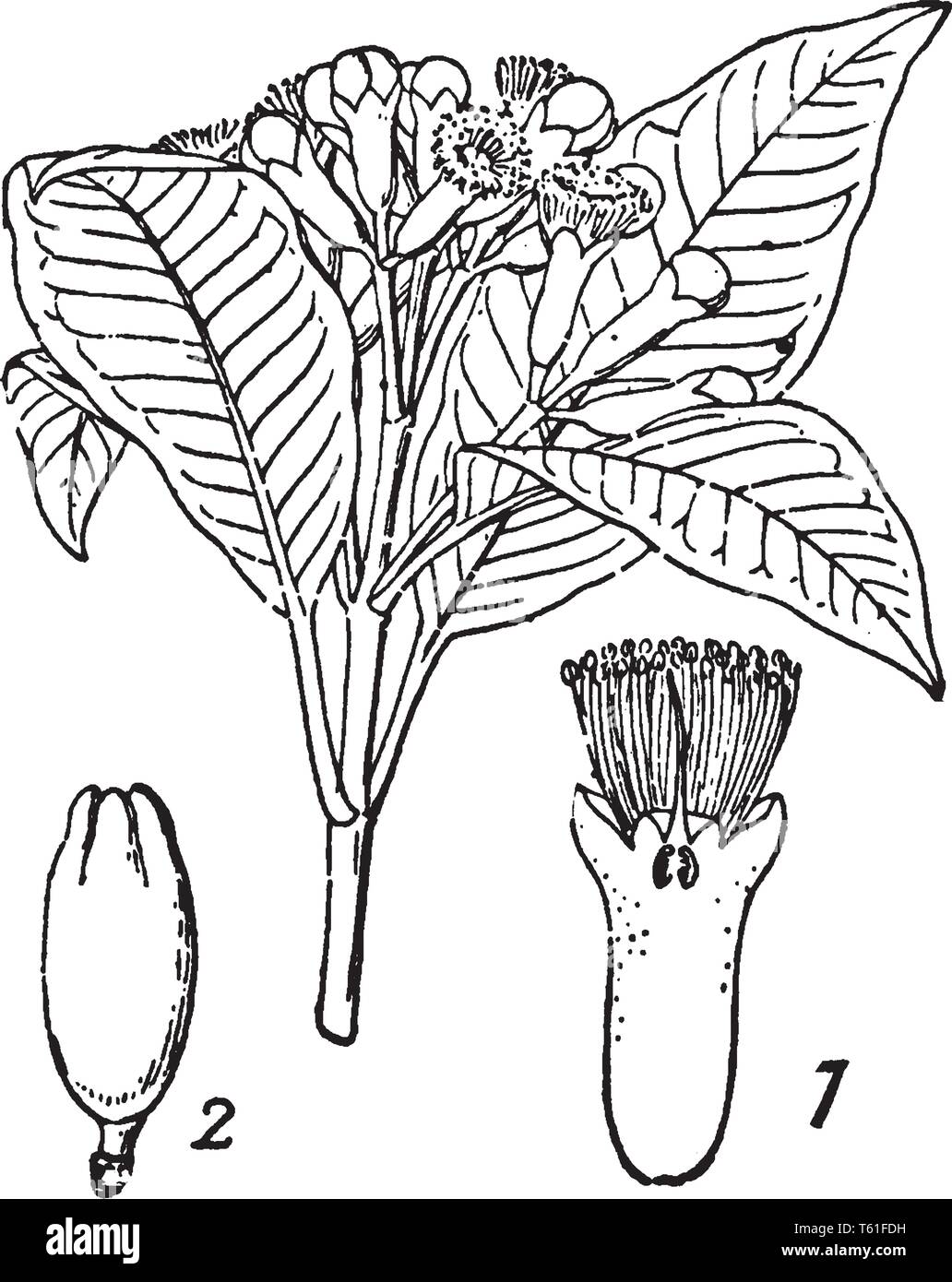 Form spreading Stock Vector Images Alamy