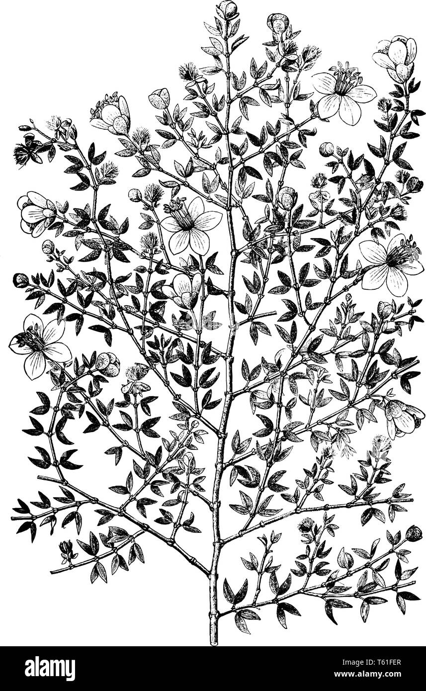 Illustration of Creosote bush or larrea plant is a genus in caltrop family, Zygophyllaceae. Creosote bush has five species of shrubs and native to Ame Stock Vector
