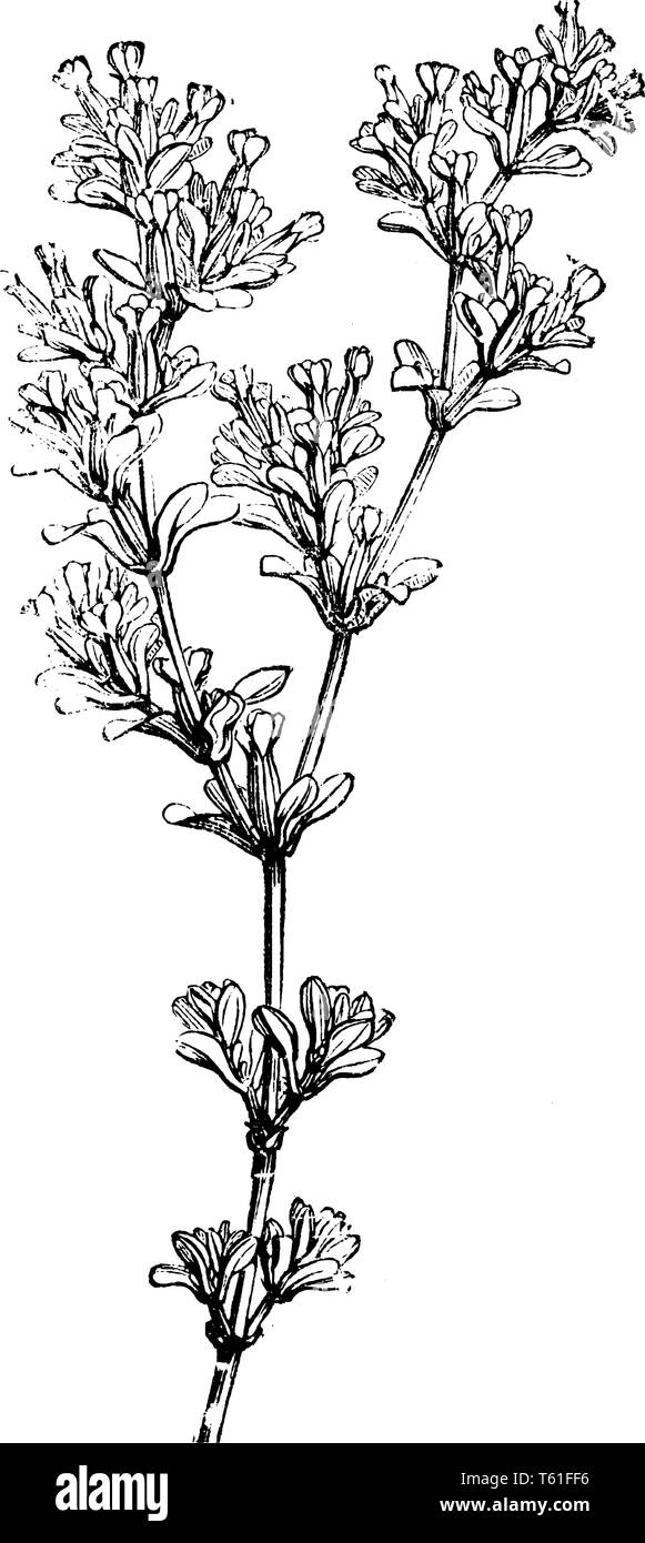 Frankenia Pulverulenta is mainly a flowering plant of desert and coastal habitats whose leaves are small and bold, vintage line drawing or engraving i Stock Vector