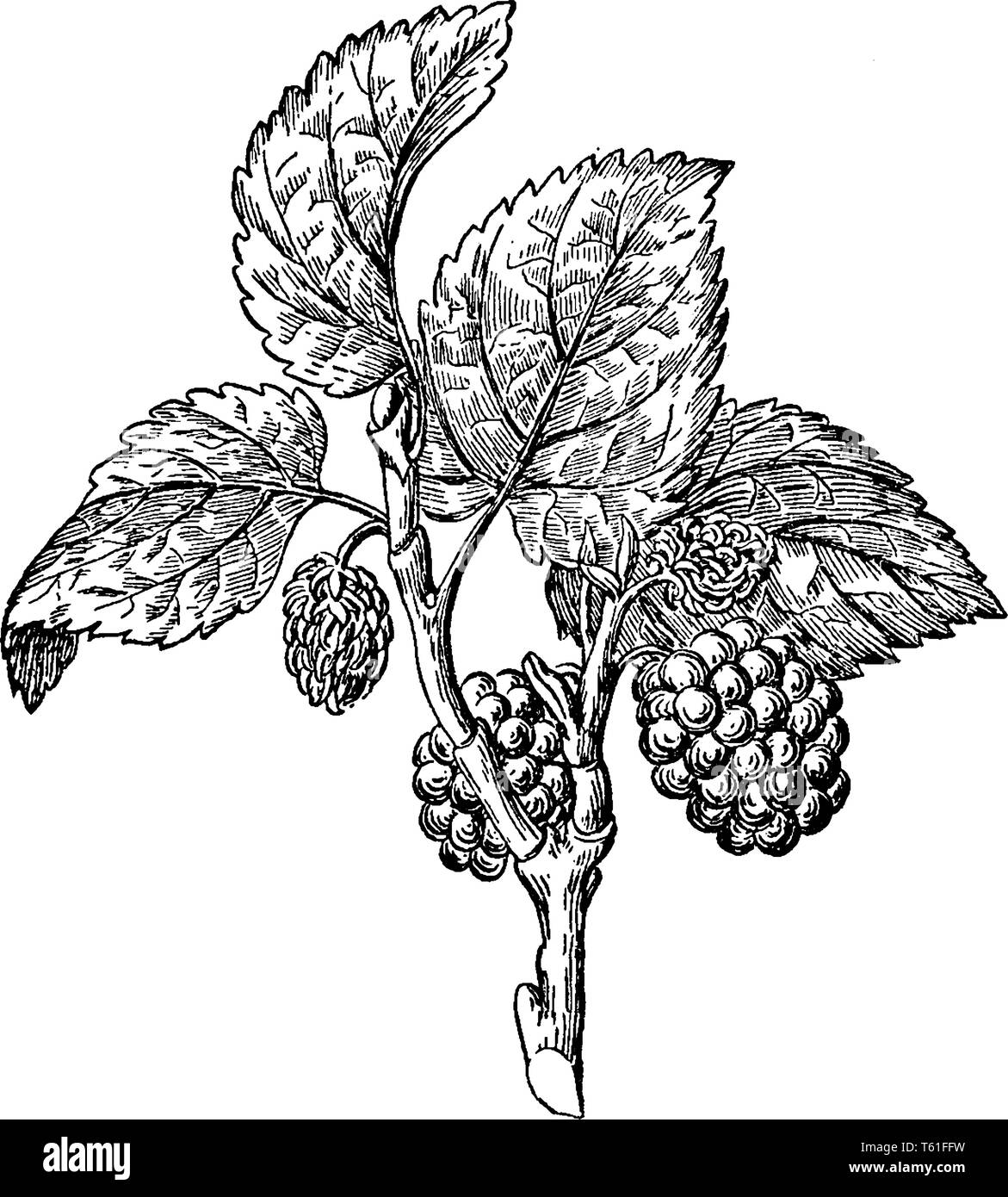 Picture shows the Mulberry with its tree. Morus, a genus of flowering plants in the family Moraceae. The closely related genus Broussonetia is also co Stock Vector