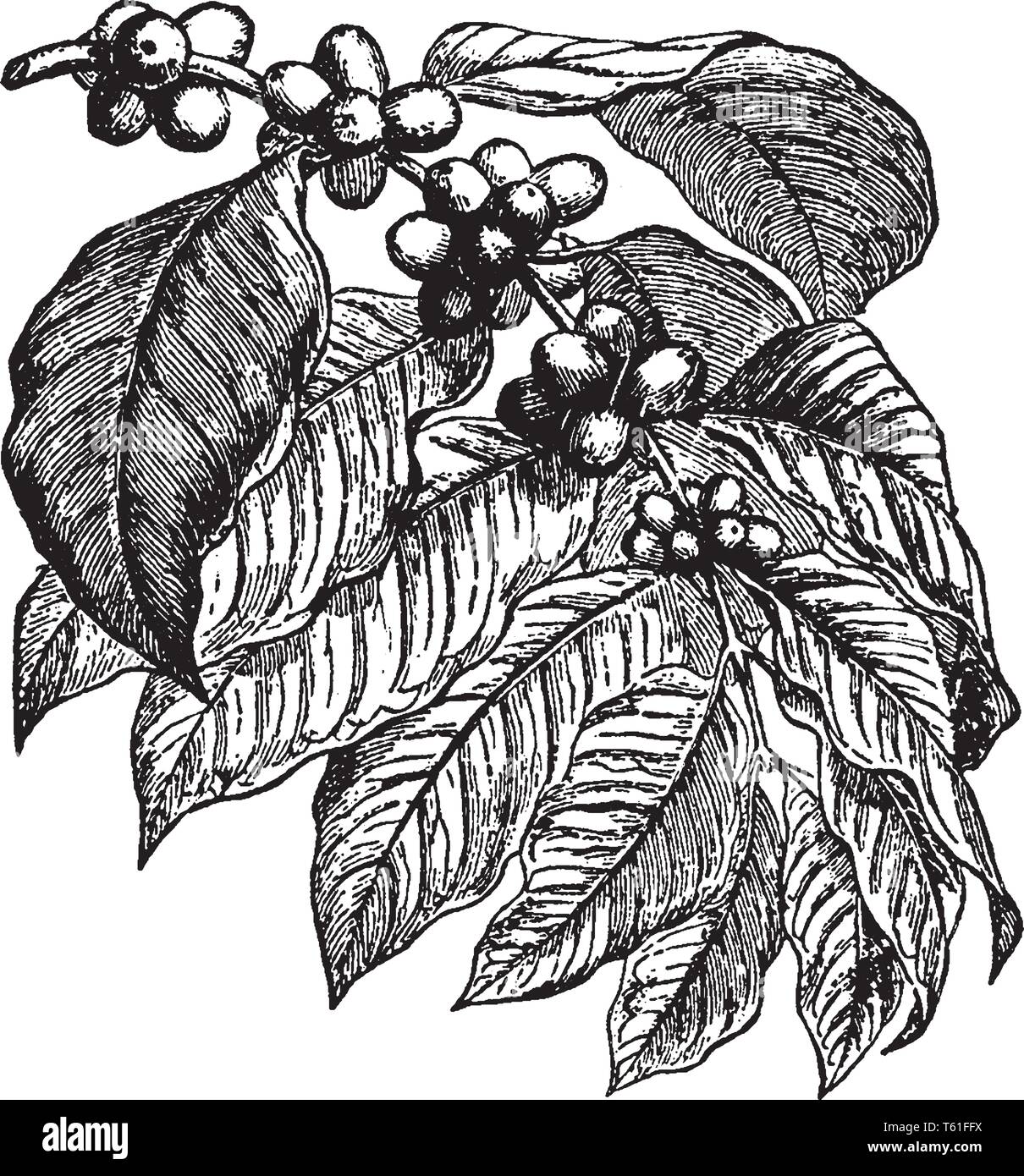 A picture showing a coffee plant. This is from Rubiaceae family. The fruit is round and red. Leaves are broad and simple, vintage line drawing or engr Stock Vector