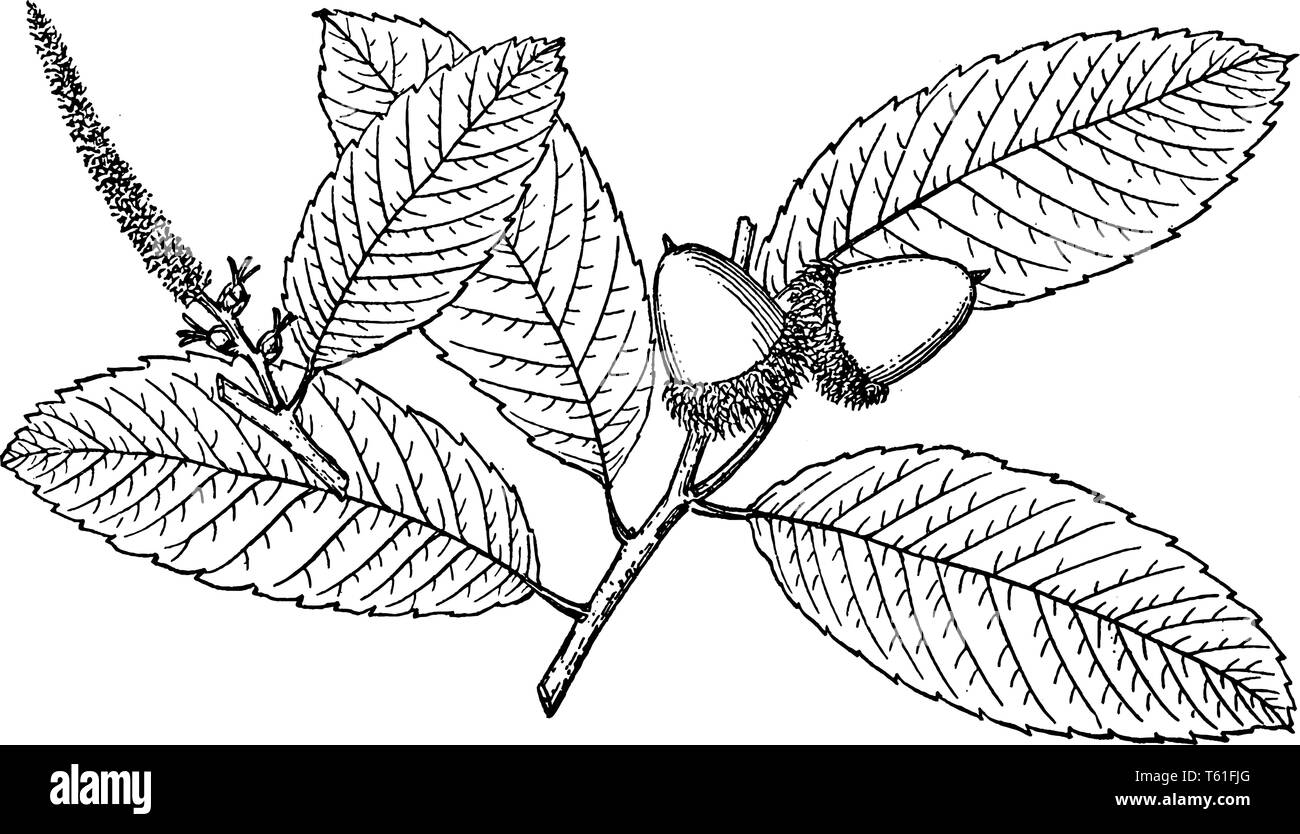 A picture of Branch of Pasania Densiflora. Many leaves, matured flowers and fruirts are there, vintage line drawing or engraving illustration. Stock Vector