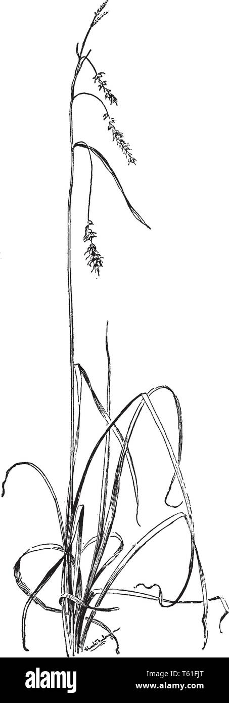 Carex is a vast genus of grassy plants in the family Cyperaceae. The flowers are small and are combined into spikes, vintage line drawing or engraving Stock Vector