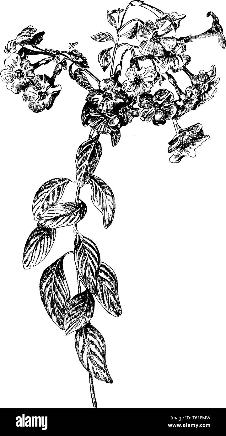 An illustration of the shrub features orange flowers of Streptosolen Jamesonii plant. Streptosolen, a single species genus of the Solanaceae family, v Stock Vector