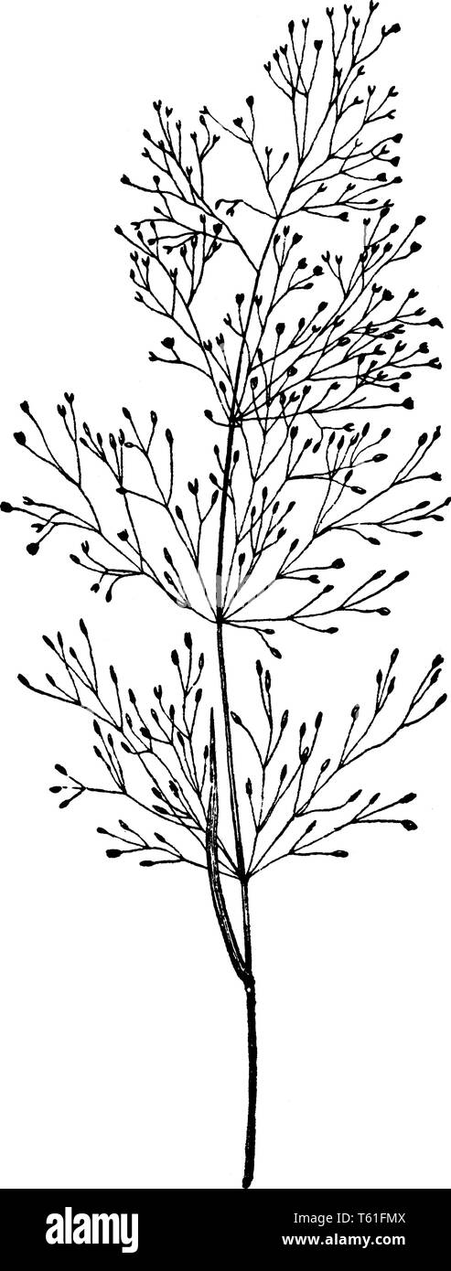 A picture of Agrostis Nebulosa & also known as cloud grass. It grows to 18 inches tall & 12 inches wide & blooming all summer, vintage line drawing or Stock Vector