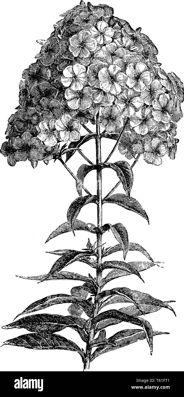 A flowering branch of Phlox Paniculata. It has simple leaves on slender green stems. The flowers are grouped in panicles, vintage line drawing or engr Stock Vector