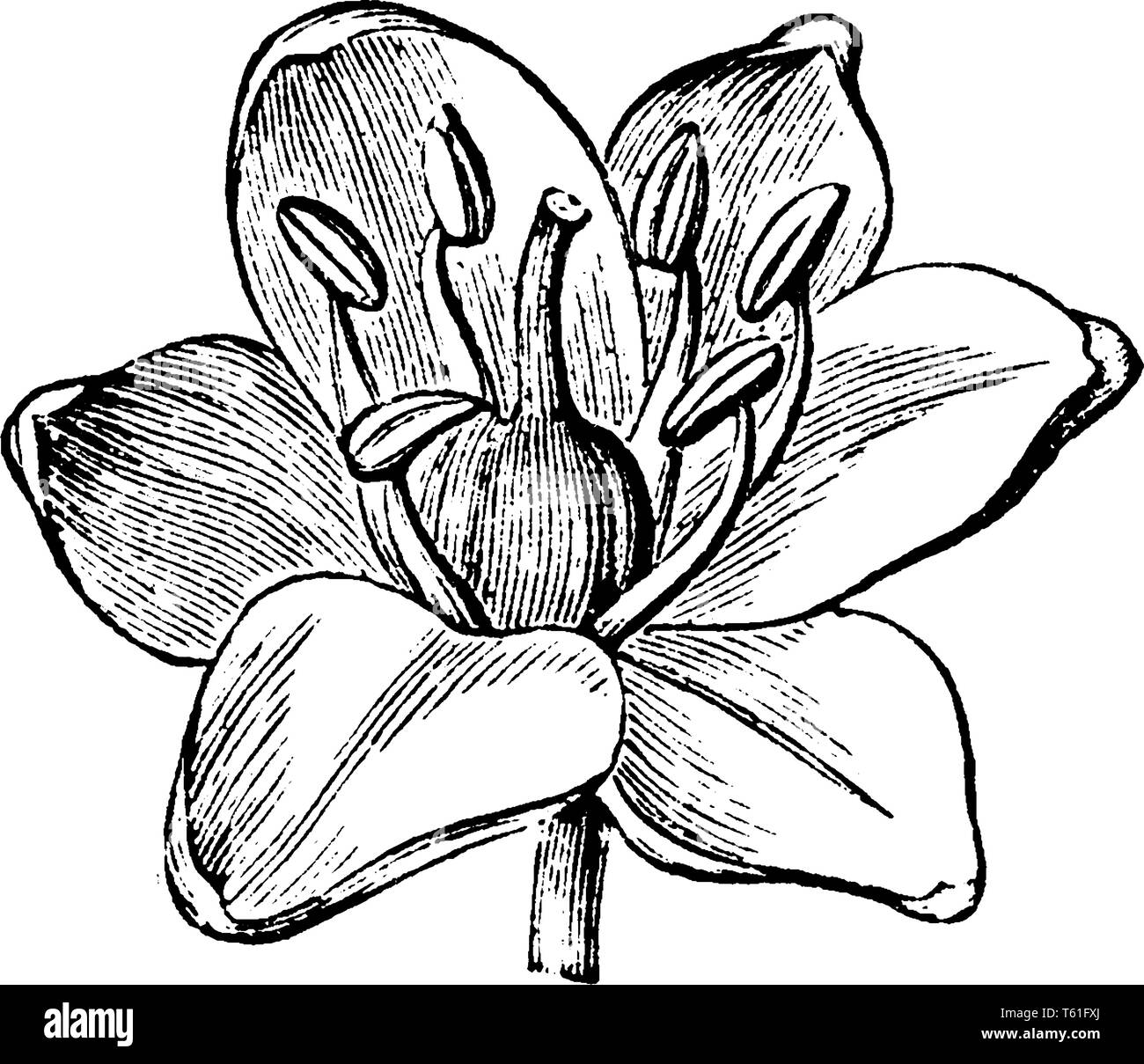 In this picture we see a flower of Scilla genus that is bulb-forming perennial herbs in the Hyacinthaceae, vintage line drawing or engraving illustrat Stock Vector