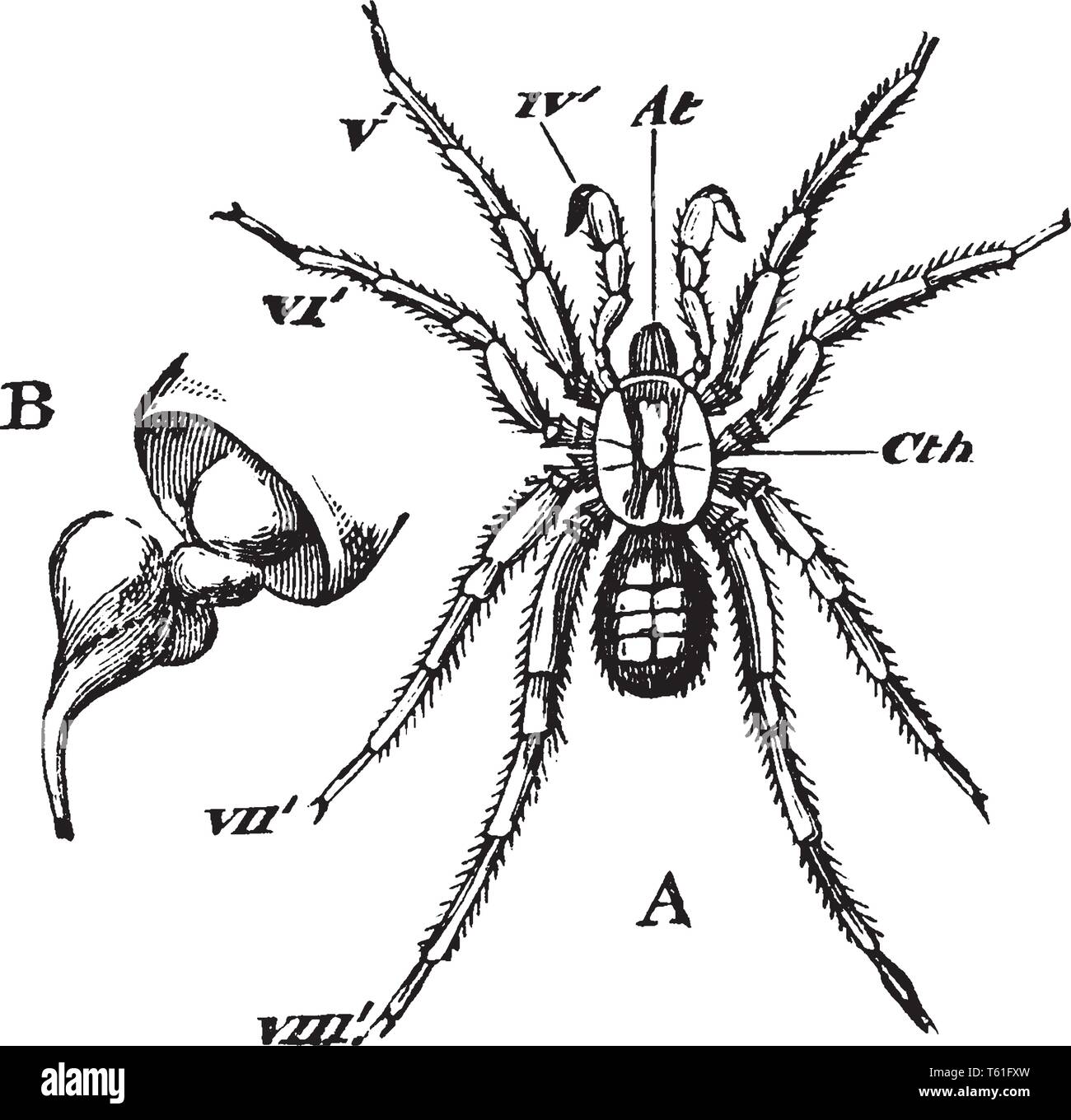 Araneidas are members of the spider family Araneidae, vintage line drawing or engraving illustration. Stock Vector