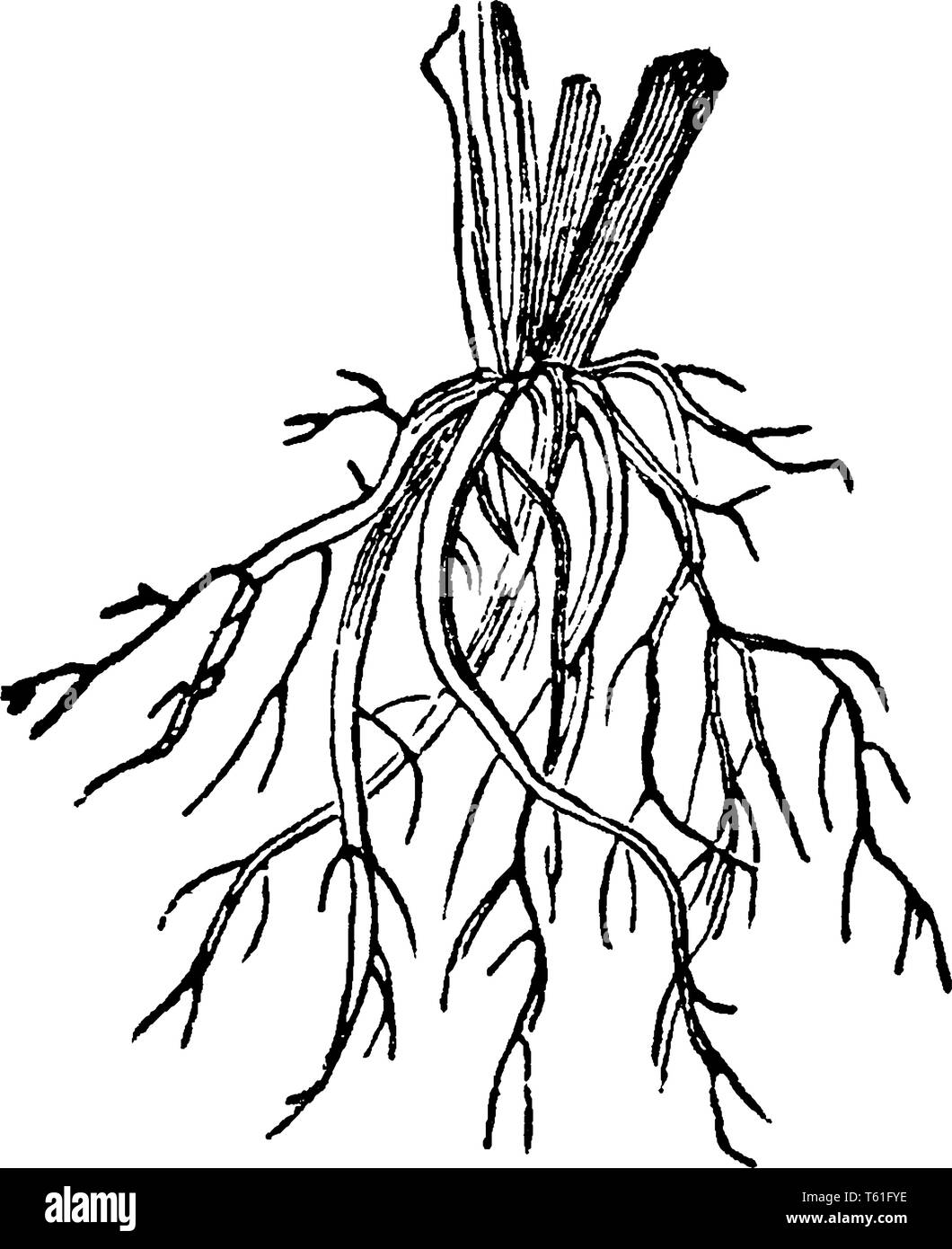 A picture of Fibrous root. These roots develop from adventitious roots arising from the plant's stem and usually do not penetrate the soil very deeply Stock Vector
