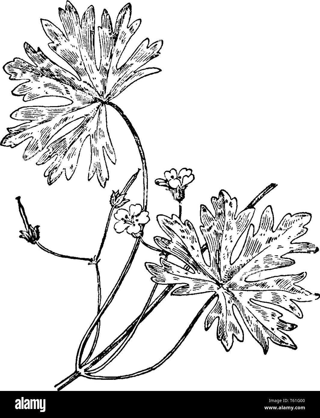 A picture is showing Small Geranium, also known as Geranium Pusillum. This is an herbaceous annual plant, which belongs to Geraniaceae family, vintage Stock Vector