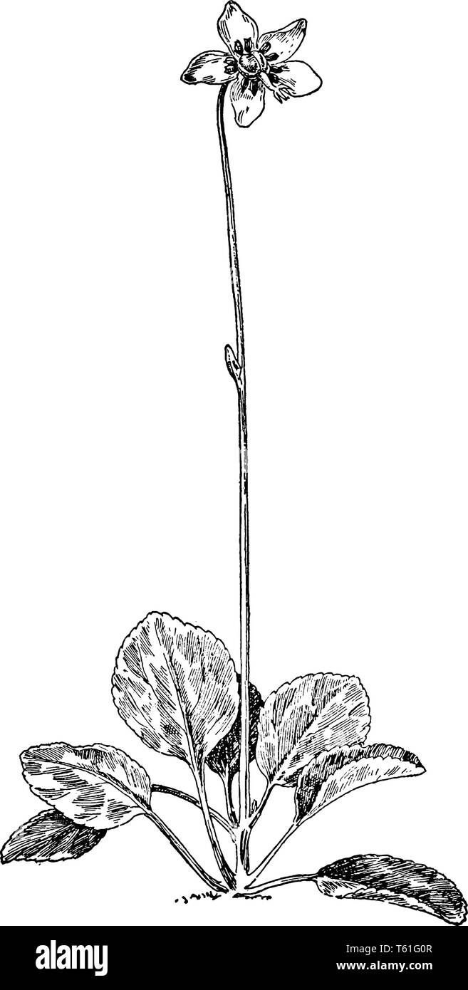A picture of One-Flowered Pyrola plant. Its leaves are basal, oval-elliptic to obviate, with small teeth. The flowers are white in color, vintage line Stock Vector