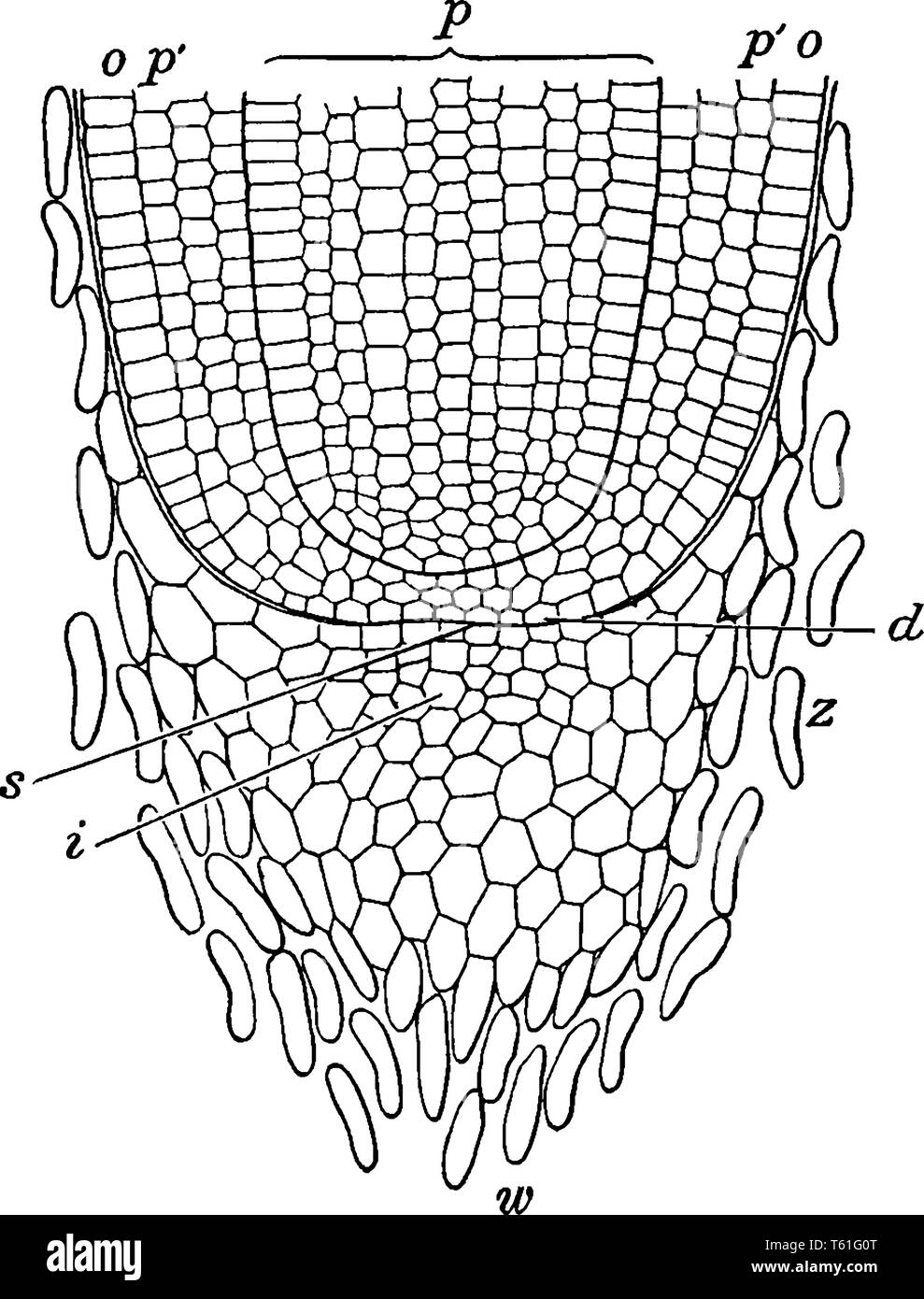 This is images of part of corn root where w, root-cap; i, younger part of cap; z, dead cells separating from cap; s, growing point; o, epidermis; p',  Stock Vector