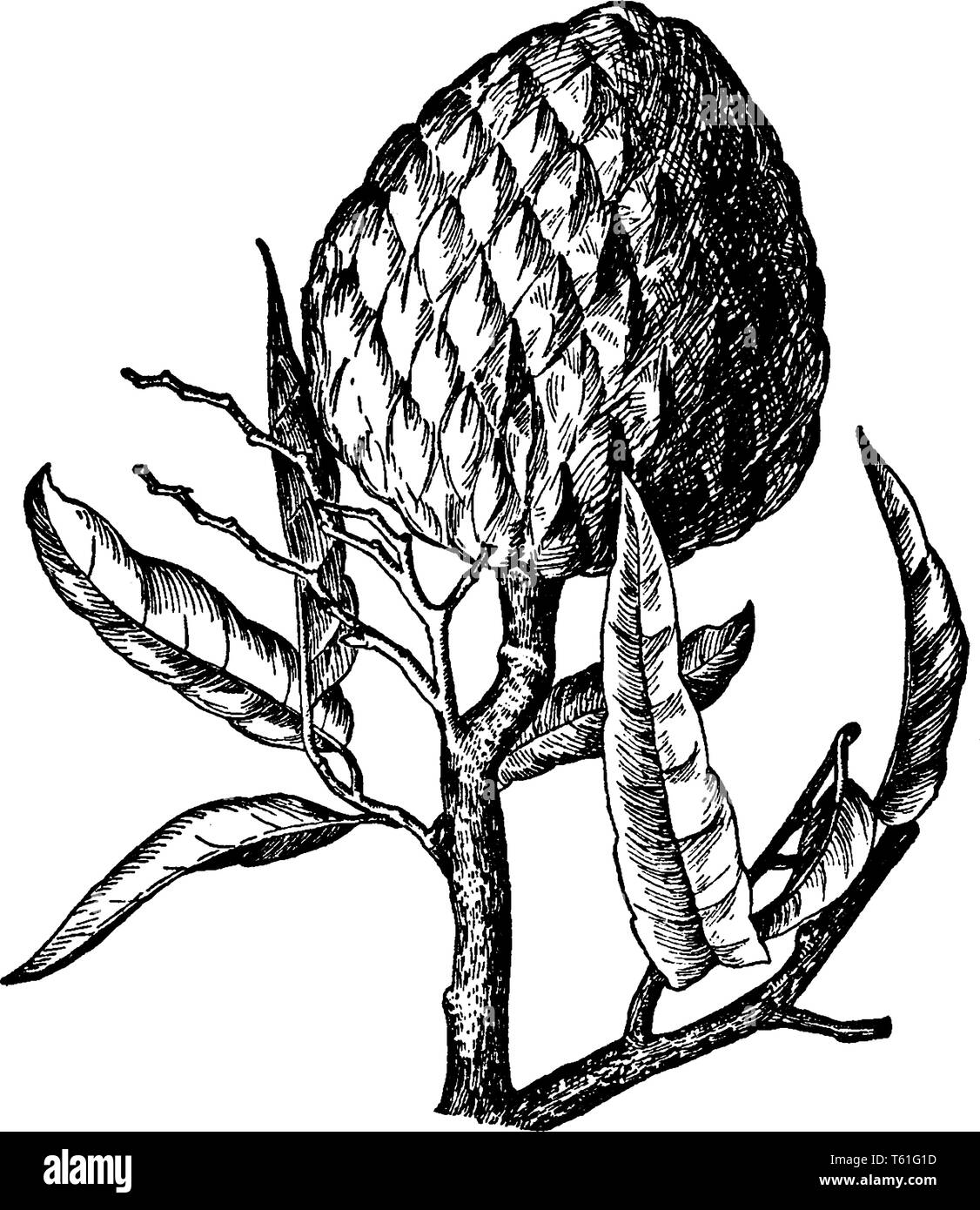 Cool Outline Custard Apple Drawing | The Campbells ...