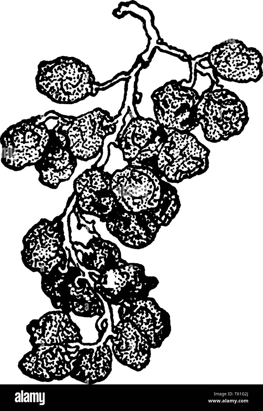 A Picture Is Showing The Bunch Of Raisins Raisins Are Dried Grapes Vintage Line Drawing Or Engraving Illustration Stock Vector Image Art Alamy