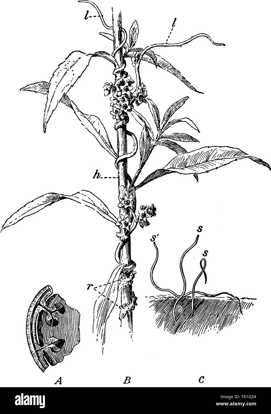 A picture shows Dodder on Golden Rod. It show; A. enlarged section of a portion of willow stem, B. A vine, s. seedling dodder plant, h. stem of host,  Stock Vector